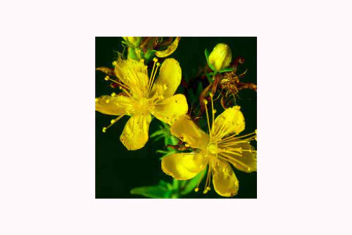 February 2026 Supplements