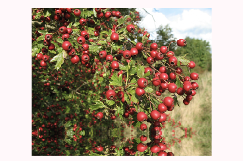 Chinese HawthornChinese Hawthorn